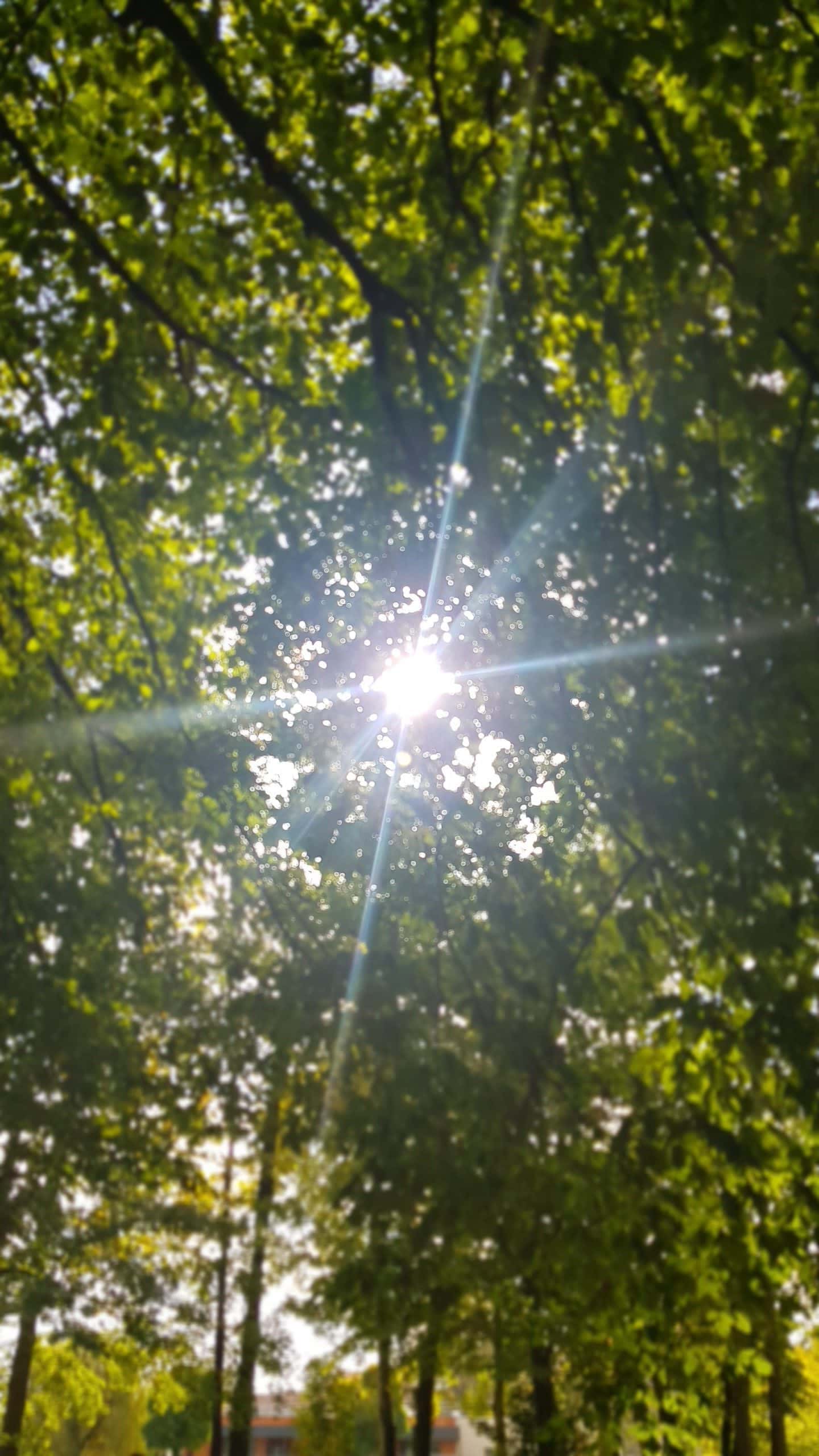 Foret certifiée de Bligny