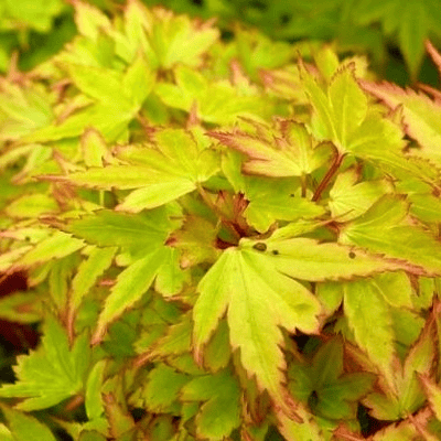 Erable du Japon ‘Coonara Pygmy’ - Acer palmatum Coonara Pygmy