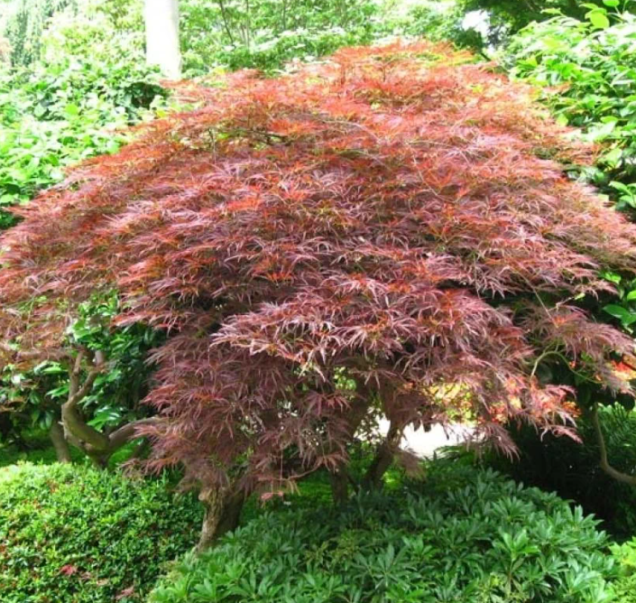 Erable du Japon ‘Garnet’ - Acer palmatum dissectum ‘Garnet’