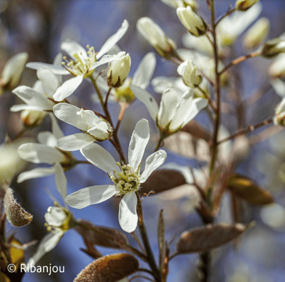 Amélanchier du Canada 
 - Amelanchier canadensis