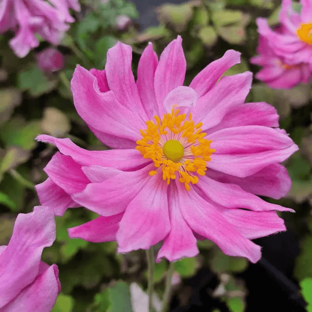 Anemone Pretty Lady Emily - Anemone hupehensis