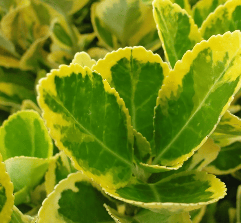 EUONYMUS JAPONICUS