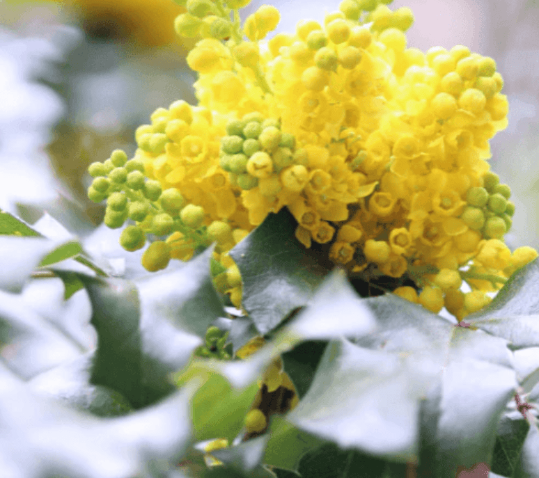 Mahonia media Charity