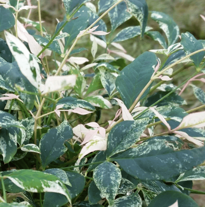Bambou sacré ‘Twilight’ - NANDINA DOMESTICA Twilight
