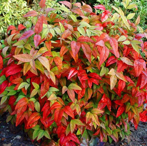 NANDINA DOMESTICA