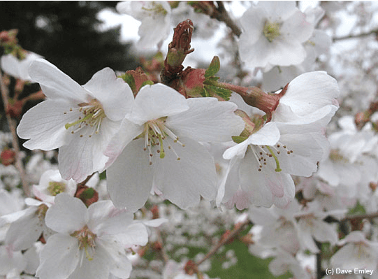 Cerisier nain ‘Compacta’ - Prunus incisa Compacta