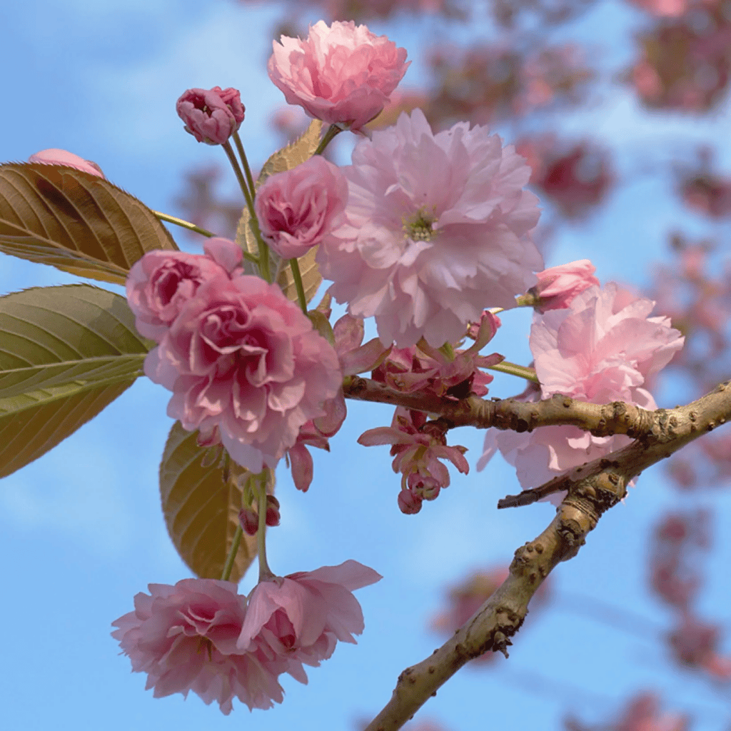 Cerisier du Japon ‘Kanzan’ - Prunus serrulata Kanzan
