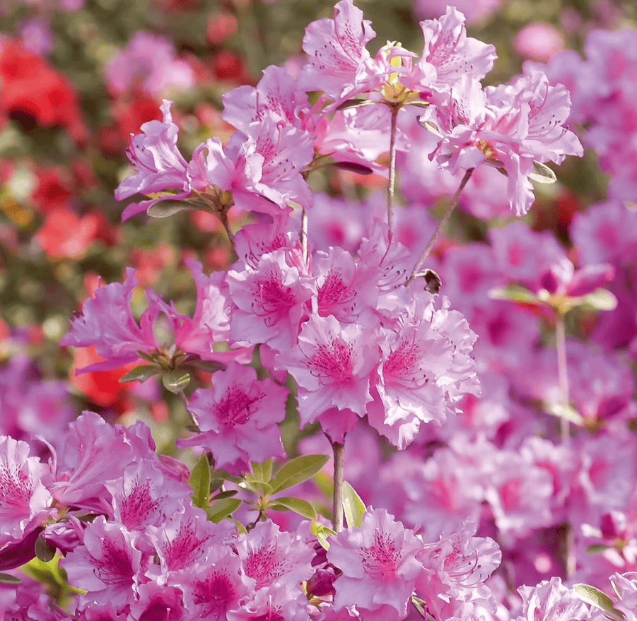 Azalée rose - Rhododendron japonicum rose