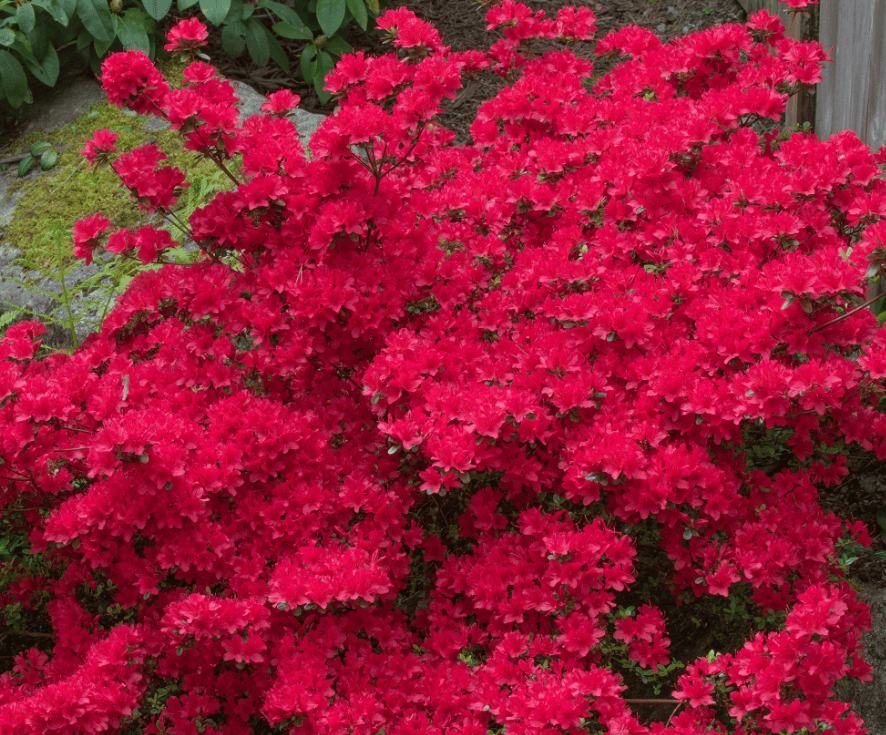 Azalée rouge - Rhododendron japonicum rouge