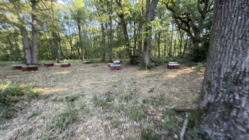 Les ruches s'installent dans le parc de Bligny 2 img 2489