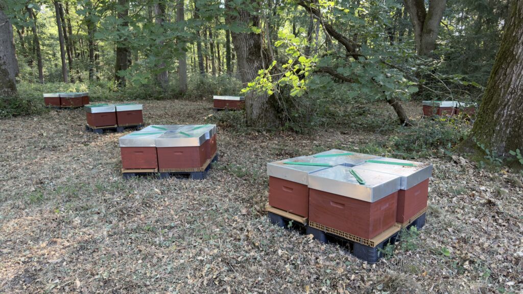 Les ruches s'installent dans le parc de Bligny 3 img 2490