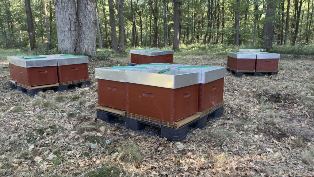 Les ruches s'installent dans le parc de Bligny 4 img 2494